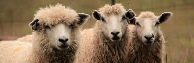 3 lambs