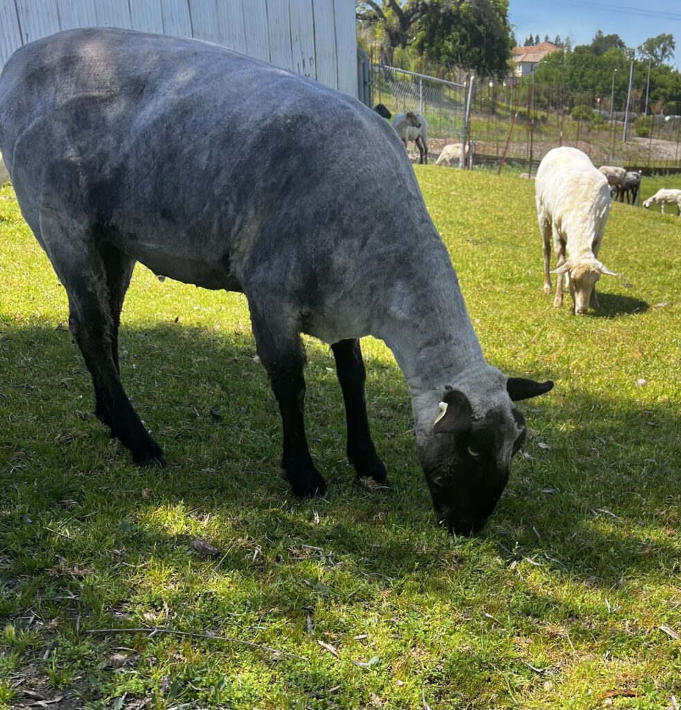 Grazing sheep